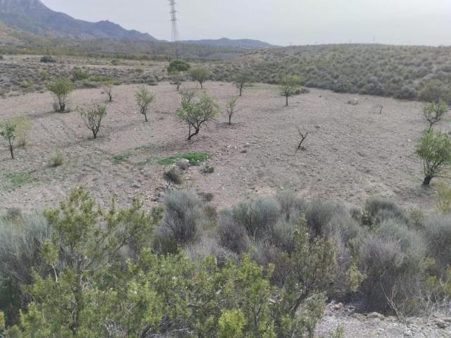 Terreno en venta en Lorca, La Hoya Almendricos Purias