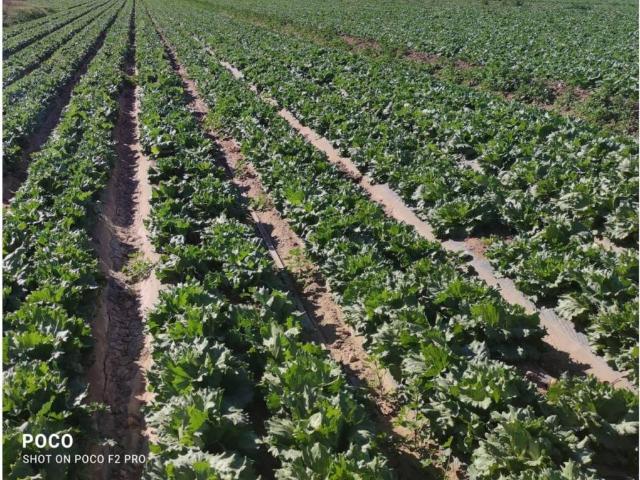 Terreno en Venta en Lorca