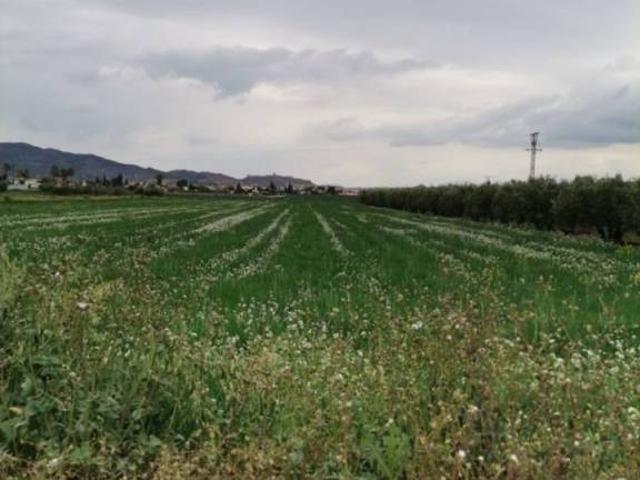 Terreno en Venta en Lorca
