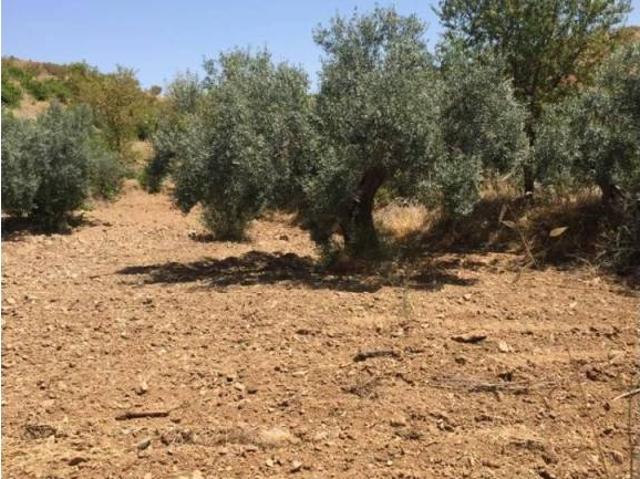 Terreno en Venta en Lorca