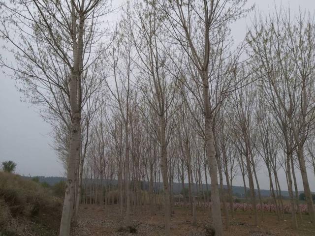 Terreno en Venta en Puigverd de Lleida