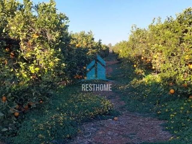 Terreno en venta en Puig, Puig