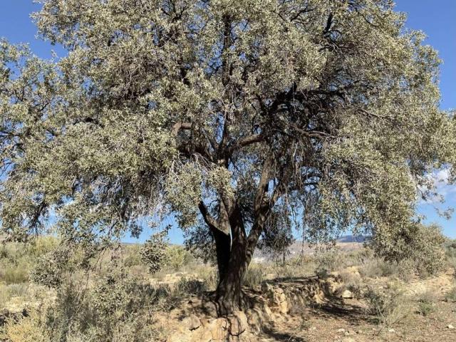 Terreno en Venta en Padules