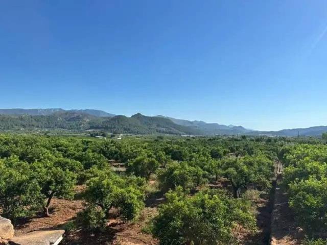 Terreno en Venta en Palma de Gandia