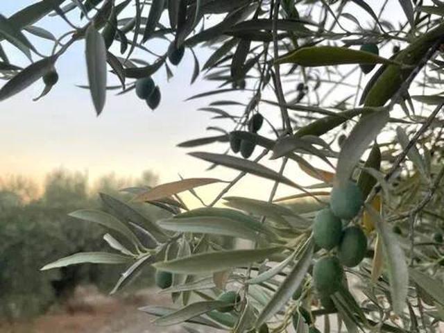 Terreno en Venta en Palma del Río