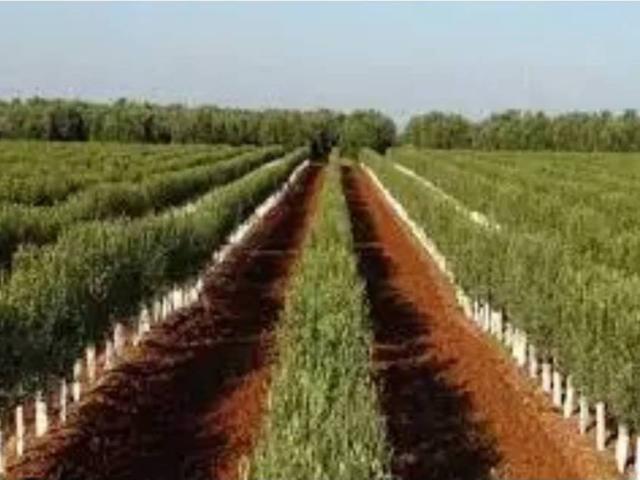 Terreno en Venta en Palma del Río