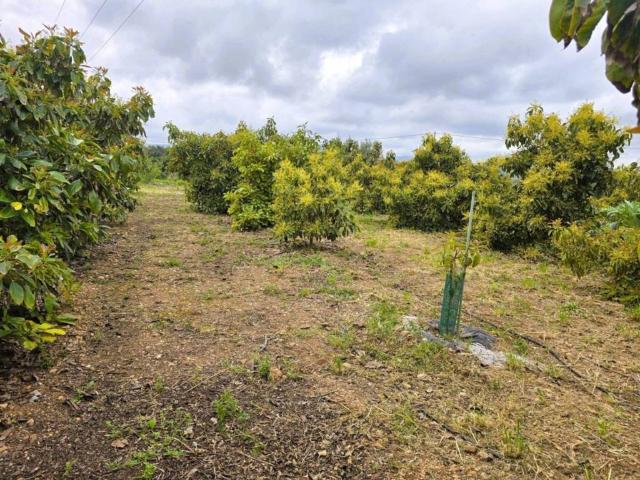 Terreno en Venta en Pego