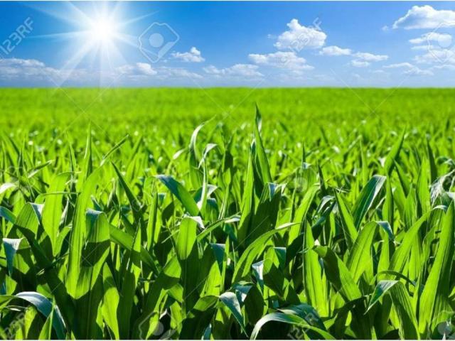 Terreno en Venta en Pelabravo