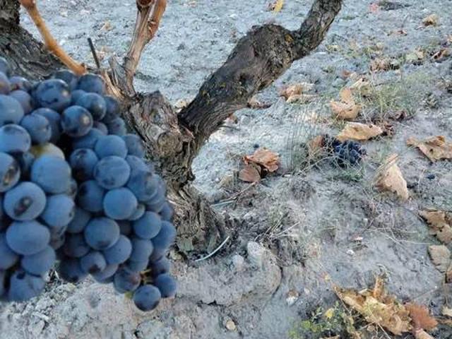 Terreno en Venta en Peñafiel