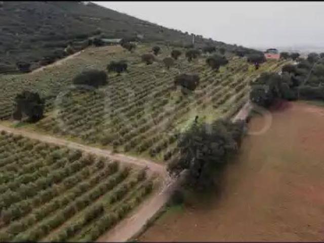 Terreno en Venta en Peñarroya Pueblonuevo