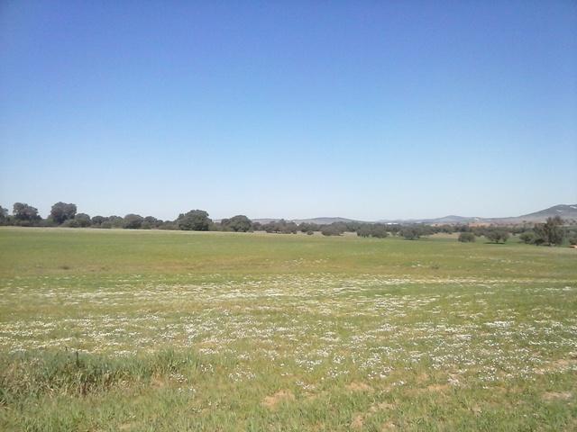 Terreno en venta en Peñarroya Pueblonuevo