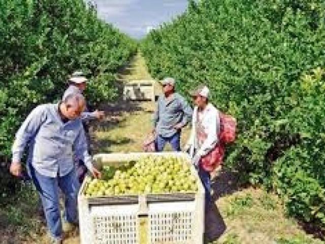 Terreno en Venta en Pilar de la Horadada