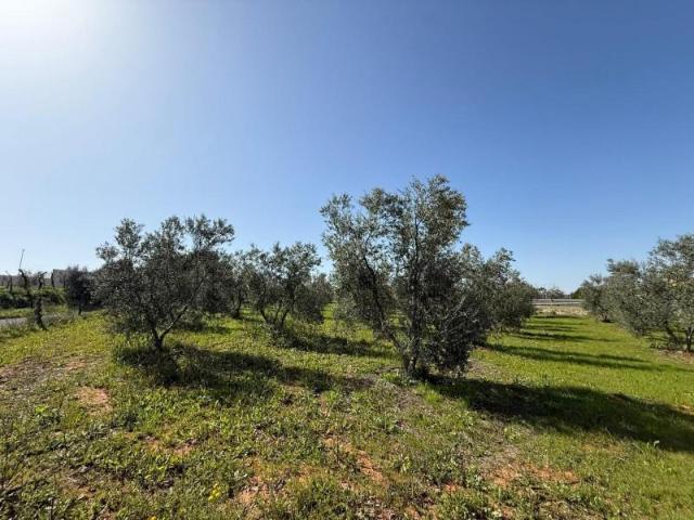 Terreno en venta en Pilas, Andalucia