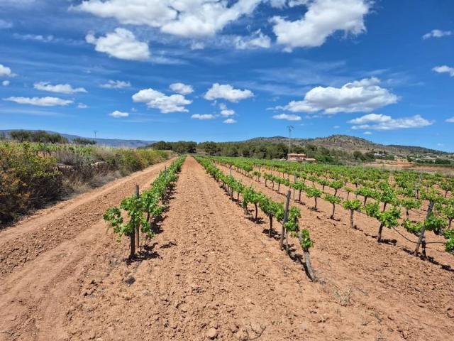 Terreno en venta en Pinoso