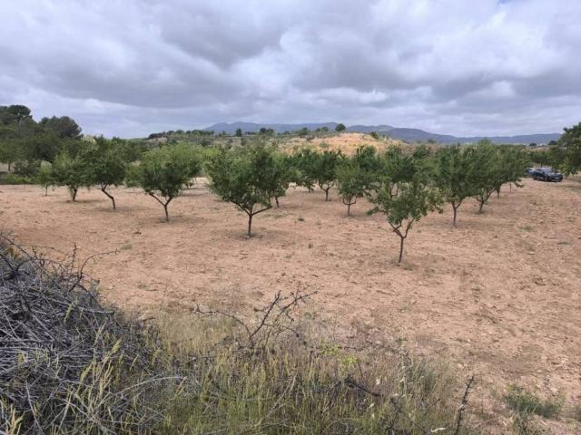 Terreno en Venta en Pinoso El Pinós