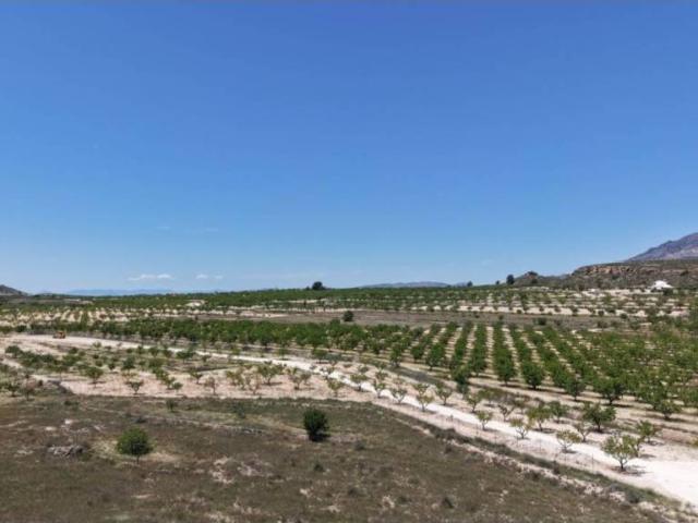 Terreno en Venta en Pinoso El Pinós