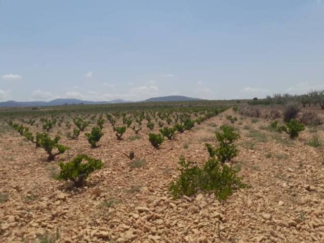 Terreno en Venta en Pinoso El Pinós