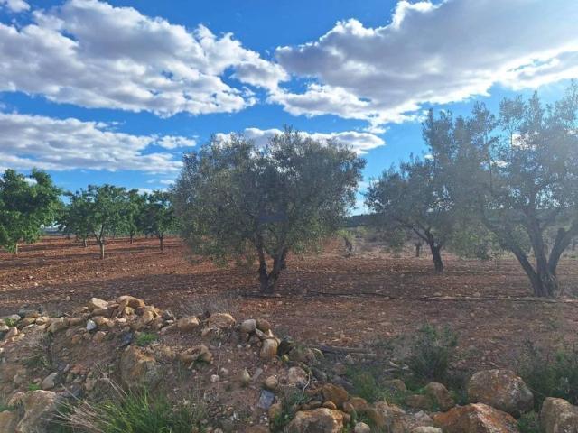 Terreno en Venta en Pinoso El Pinós