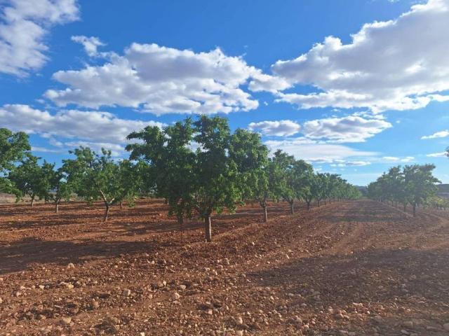 Terreno en Venta en Pinoso El Pinós