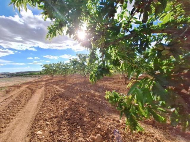 Terreno en Venta en Pinoso El Pinós