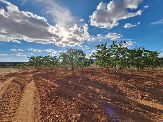 Terreno en Venta en Pinoso El Pinós
