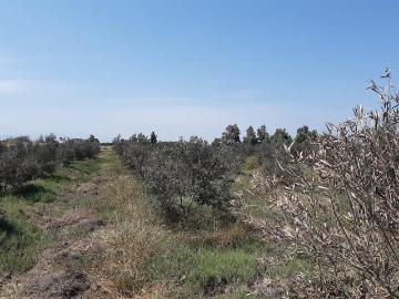 Terreno en venta en Pisco Fundo Olivico con cultivo de uvas y olivo abundante agua