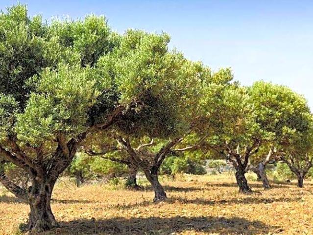 Terreno en venta en Pizarra
