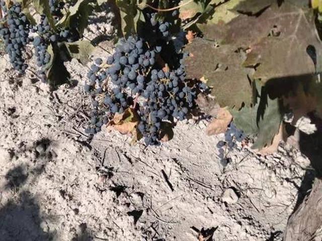 Terreno en Venta en Piñel de Abajo