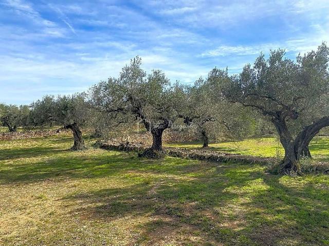 Terreno en venta en polígono Diseminado, Perelló, el Tar, de 13.793 m² por 33.000
