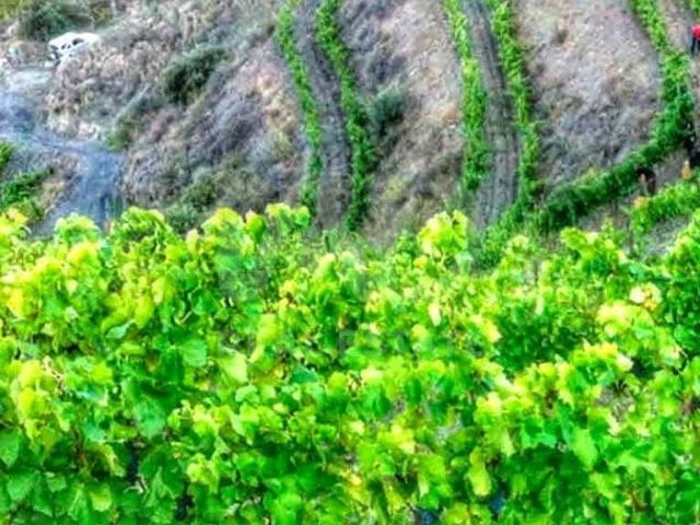 Terreno en venta en Porrera, de 83.400 m² por 650.000
