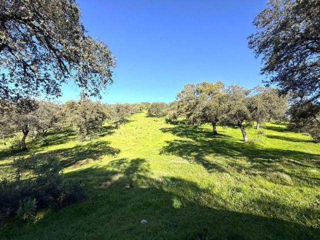 Terreno en Venta en Pozoblanco