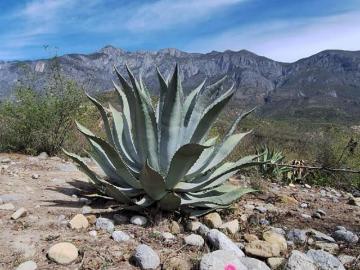 Terreno en Venta en Rayones, limita con el Rio Pilon