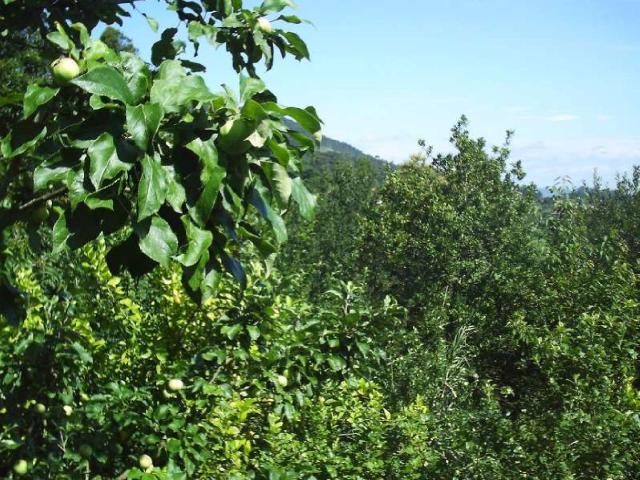 Terreno en venta en Redondela