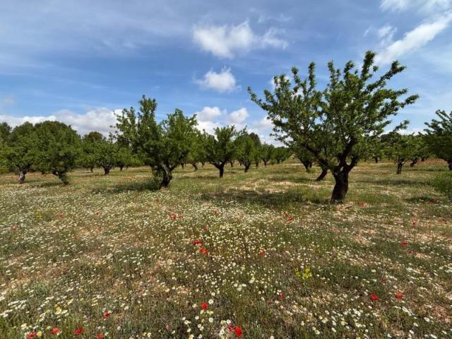 Terreno en venta en Requena, Comunidad valenciana