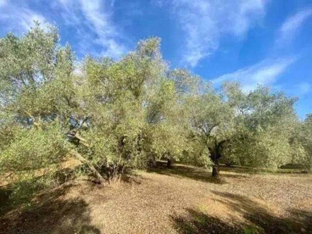 Terreno en Venta en Rociana del Condado