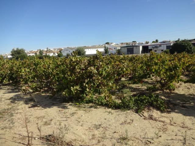 Terreno en venta en Rociana del Condado, Rociana Del Condado