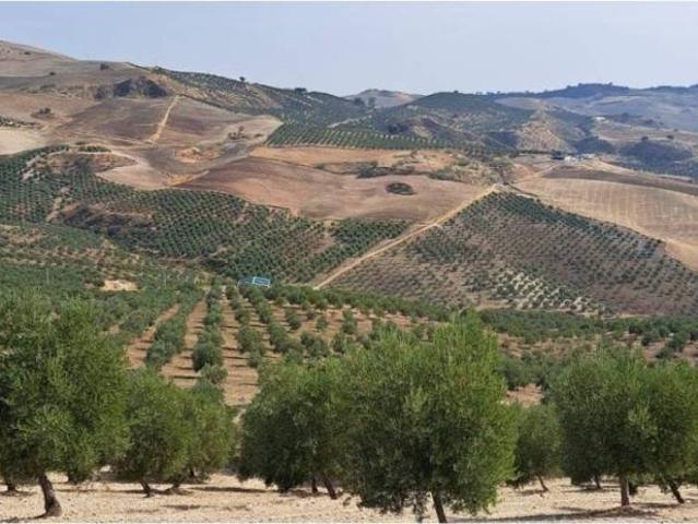 Terreno en Venta en Ronda