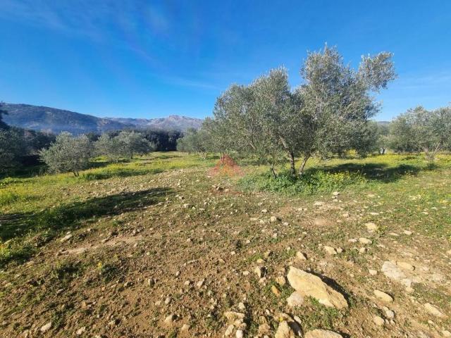 Terreno en Venta en Ronda