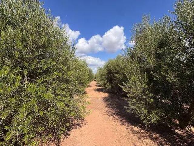 Terreno en Venta en Sagunto Sagunt