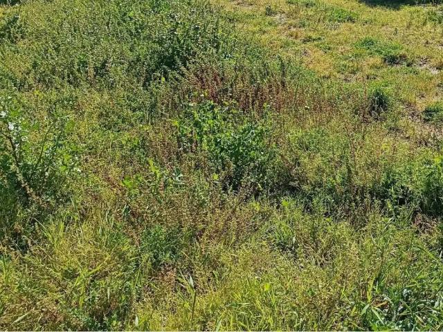 Terreno en Venta en Salobreña