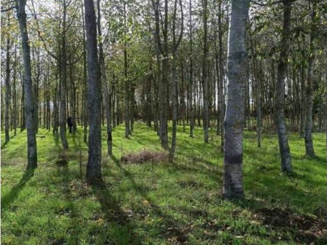 Terreno en Venta en Salamanca