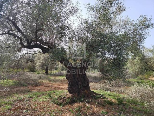 Terreno en Venta en San Jorge Sant Jordi