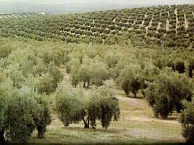 Terreno en Venta en San Martín de Montalbán