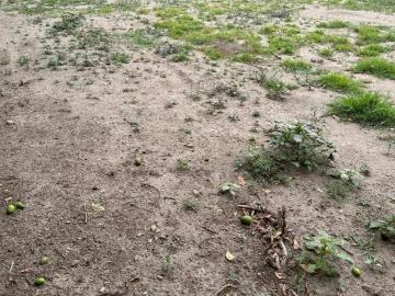 Terreno en venta en San Sebastian Texcoco