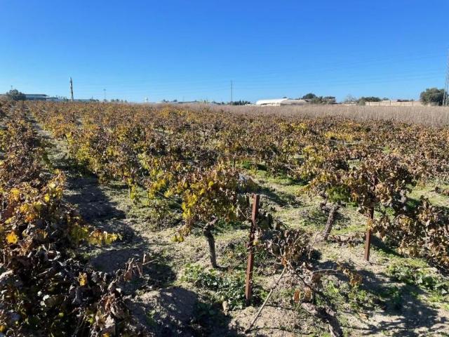 Terreno en venta en Sanlúcar de Barrameda, Ctra Jerez Ctra del Puerto