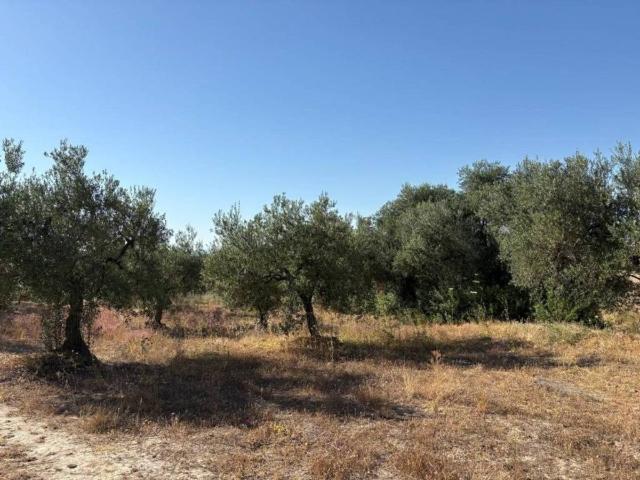 Terreno en Venta en Sanlúcar la Mayor
