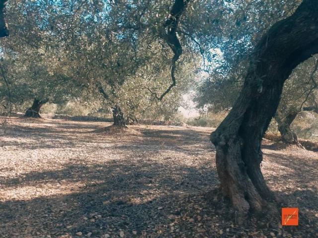Terreno en Venta en Sant Carles de la Ràpita