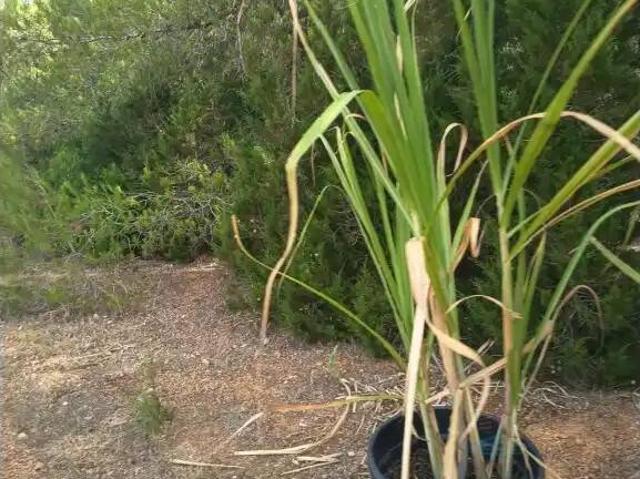 Terreno en Venta en Sant Antoni de Portmany