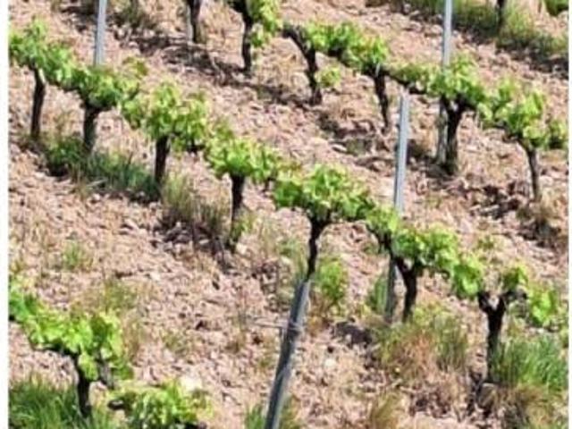 Terreno en Venta en Sant Quintí de Mediona