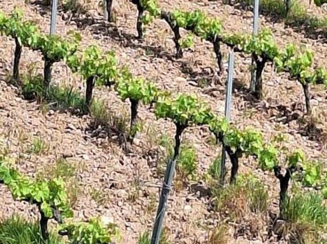 Terreno en venta en Sant Quintí de Mediona, de 48.000 m² por 85.000